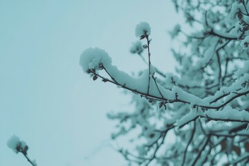 Snow blankets a delicate tree branch against a muted, overcast sky. Use for seasonal projects, winter themes, or nature photography.