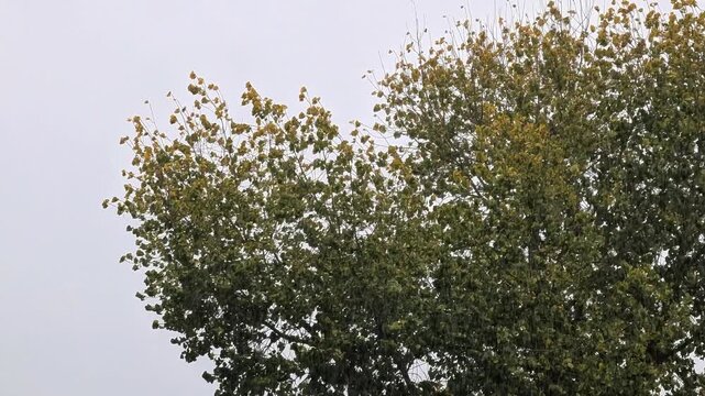 View of rain falling and leaves on a tree blowing in heavy winds during storm United Kingdom 