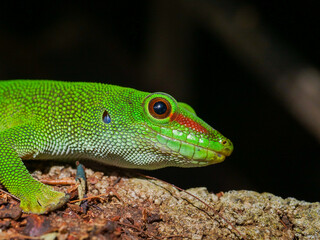 Macrophotography of a big lime green lizard