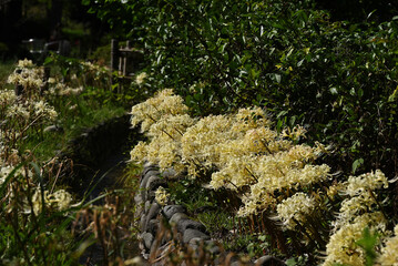 群生する白花曼殊沙華
