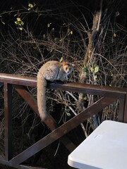 Nocturnal bushbaby sitting on a wooden railing at night in Marloth Park, South Africa.