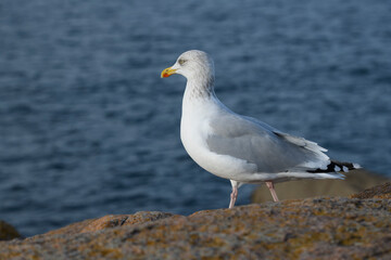Gros plan sur un Goéland argenté en bord de mer