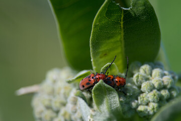 Red beetles with black spots crawling on green leaves of a wildflower