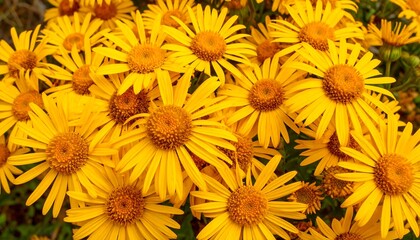 Close-up of many bright yellow flowers