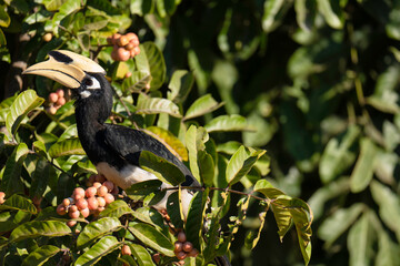 Oriental Pied Hornbill (Anthracoceros albirostris) bird eating Aphanamixis polystachhya fruit . Bird watching in natural habitats in the forest.