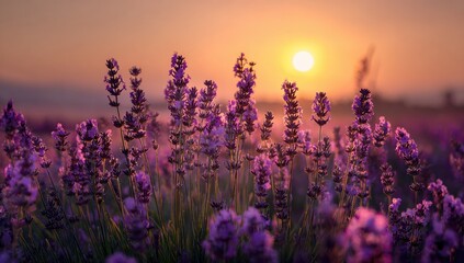 Naklejka premium Lavender field at sunset; warm light