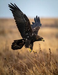 Obraz premium Majestic eagle in flight above golden grasslands near a tranquil horizon