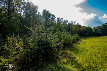 Wiederaufforstung im herbstlichen Mischwald