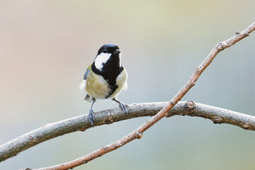 ことらを向いているシジュウカラの雌
