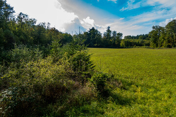 Wiederaufforstung im herbstlichen Mischwald