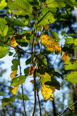 A tree with leaves that are yellow and brown