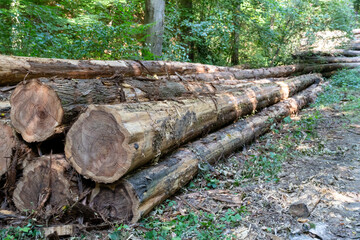 A pile of logs in a forest