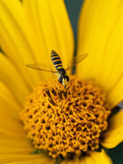 Hover-fly (Sphaerophoria sp., Austria 2025)