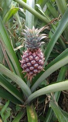 Fototapeta premium Close-up of a pineapple growing on its plant, surrounded by leaves