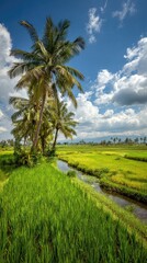 Obraz premium Lush green rice fields under a blue sky, palm trees. Calm stream flows