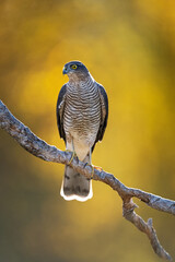 Eurasian sparrowhawk on a branch with a background of autumn colors