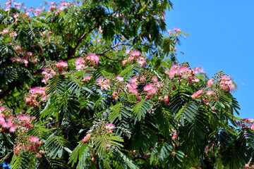 Seidenbaum (Albizia julibrissin)