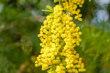 春の庭に咲く黄色いミモザの花房