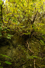 Tree growing on rock