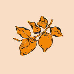 Hand drawn abstract vector graphic illustration collection with stylized lemon branch fruit in cartoon drawing style.Trendy modern juicy fruit design concept.Vector line fruit symbol icon.