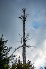 Abgestorbener Baum im Wald