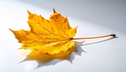 Vibrant Yellow Maple Leaf in Ultra-Realistic Macro Photography on a Pristine White Background, Showcasing Glossy Surface, Intricate Veins, and Natural Beauty in Crisp Detail