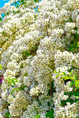 Wei&szlig; bl&uuml;hende Bougainvillea in Chalkida, Griechenland