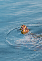 Sea turtle swimming
