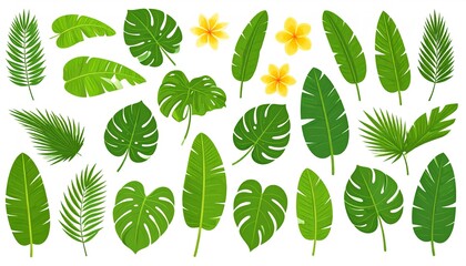 Cartoon tropical leaves and flowers set, banana, monstered, philodendron, plumeria, isolated on white background.
