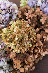 Mix of dried hydrangeas on a wooden plank background with free space for text