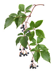 Twig of green leaves of wild grape (Parthenocissus) with small blue berries isolated on white or transparent background