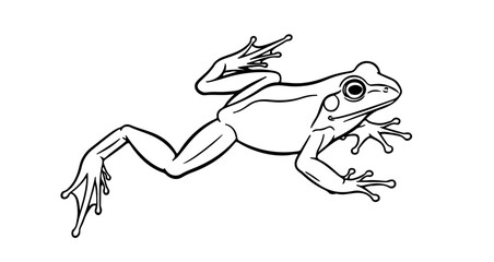 Frog in midleap, a detailed illustration of an amphibian in motion