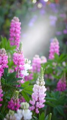 Obraz premium Close-up of vibrant pink and white lupines