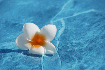 A plumeria flower on a blue swimming pool surface.