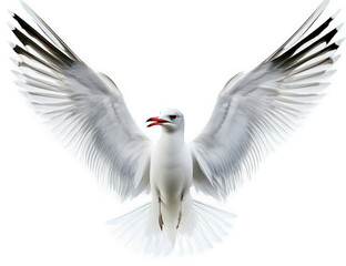 Fototapeta premium A seagull with its wings spread wide open, flying against an isolated on transparent background, showcasing its majestic flight and natural beauty in the sky