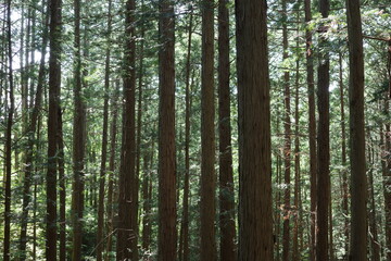 夏のヒノキ林は、真っ直ぐに伸びた幹と涼しげな緑の葉が印象的。木漏れ日が差し込み、清々しい香りが漂う静かな森です。