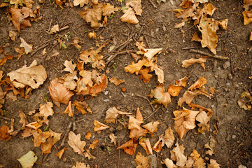 autumn leaves on the ground in the nature park