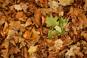 autumn leaves on the ground in the nature park