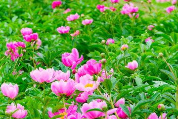 緑の中に咲くピンクの芍薬の群生