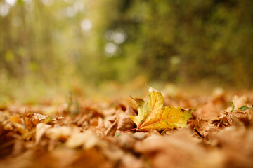 autumn leaves on the ground in the nature park. blur trees green background