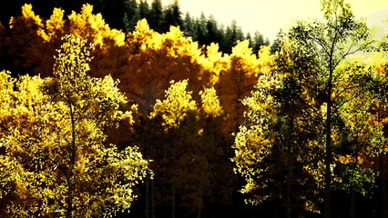 Obraz premium Golden trees stand tall against a backdrop of evergreen pines as the first light of dawn breaks through the branches, casting a warm glow over the tranquil forest landscape.