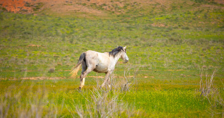 Obraz premium A herd of horses graze in the meadow in summer, eat grass, walk and frolic. Pregnant horses and foals, livestock breeding concept.