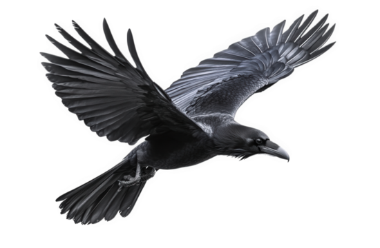 A captivating raven takes flight, its wings outstretched against an isolated on transparent background, capturing the essence of its powerful and graceful movement