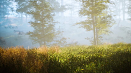 Soft sunlight streams through the mist, illuminating a vibrant green meadow. Tall grasses sway gently as trees stand in the background, creating a peaceful atmosphere in nature.