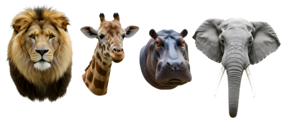 A collection of iconic African safari animal portraits. Isolated on transparent background, png