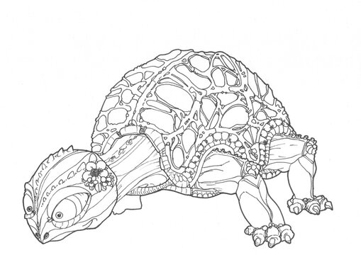 Grande tortue osseuse et fabuleuse aux grands yeux curieux