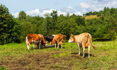 Several cows of different colors graze peacefully in a lush green meadow. Trees and hills form the natural backdrop, emphasizing harmony between traditional livestock farming and countryside landscape