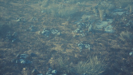 In this serene grassland, rocks and sparse vegetation create a captivating scene. The soft light of dusk paints the ground, enhancing the tranquil atmosphere of nature.