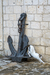 Stretching cat by a weathered anchor in the charming old town of Kotor, Montenegro