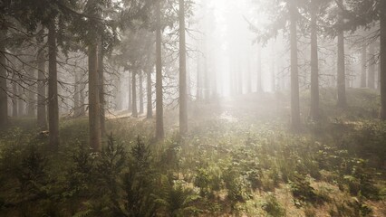 Sunlight filters through a thick mist in a serene forest. Tall trees create shadows against rich green foliage, inviting calm and reflection in the early morning air.
